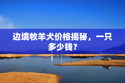 边境牧羊犬价格揭秘，一只多少钱？