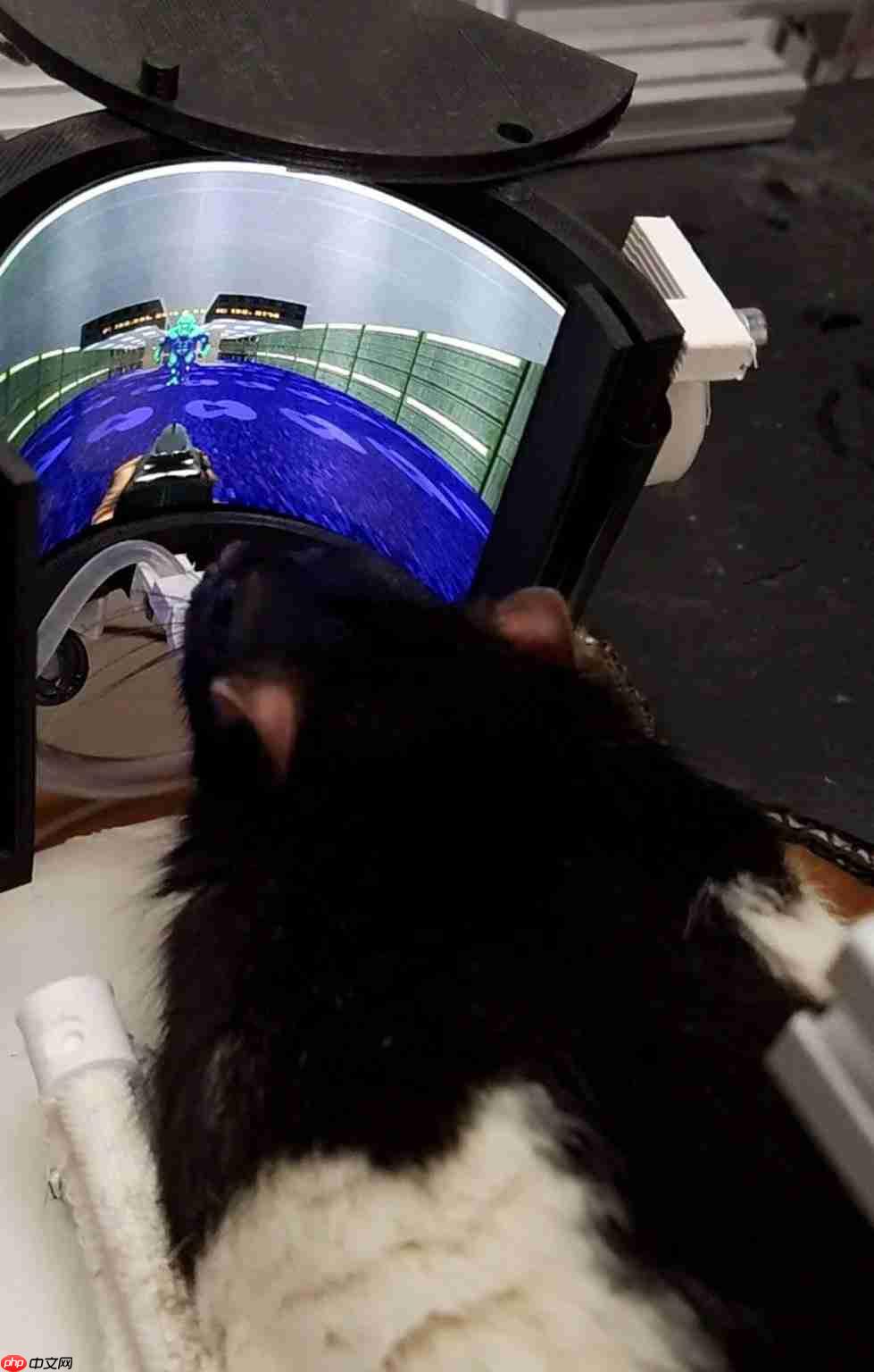 鼠鼠也是会玩电子游戏了！ 工程师用VR设备教会大鼠游玩《毁灭战士》