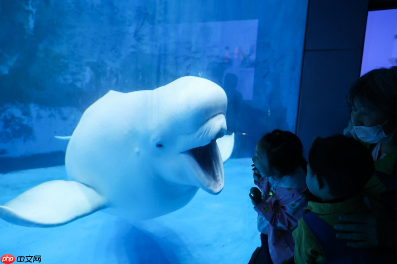 海合安文旅武汉、天津极地海洋度假区揭牌，创行主题化生活方式