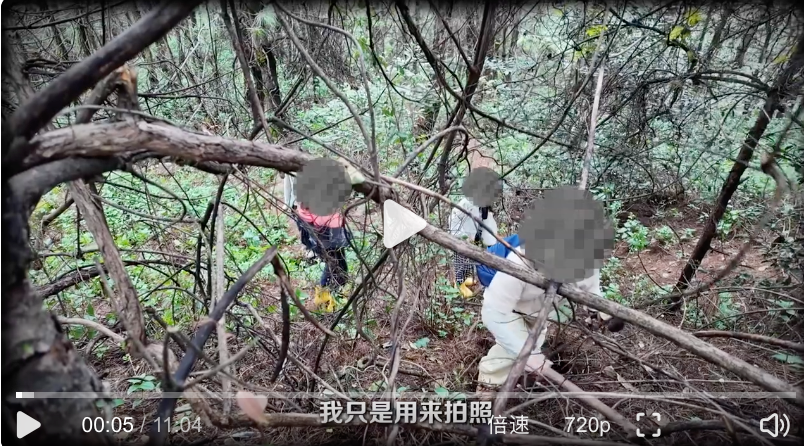 采蘑菇团乱象曝光：有节制的采集配合正确的采集方式 - php中文网