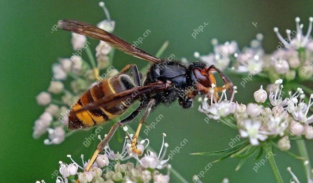 兄妹被胡蜂蜇亡全身伤口达700个是怎么回事？详情介绍 - php中文网