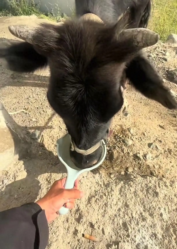 小伙新疆找矿变喂牛达人，意外走红背后的故事