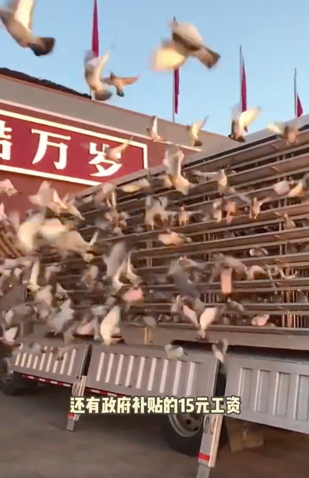 和平鸽的工资与归家速度，每分钟的精准飞行记录揭秘