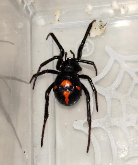 男子遭罕见“怪肥腹蛛”咬伤是怎么回事？详情介绍 - php中文网