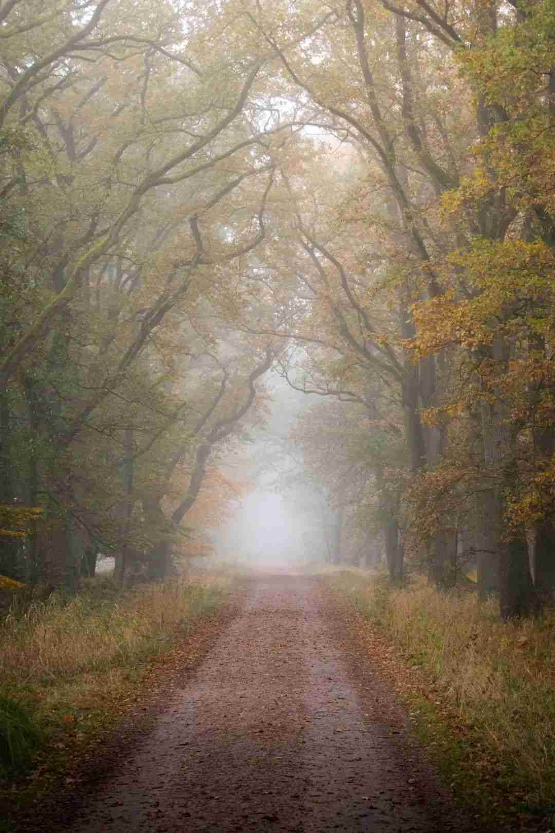 秋天的树木这么拍,更容易出片